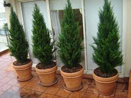 How to become a conifer tree? Cedars Conifers