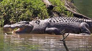 Ciri & cara buka blokir wa orang yang memblokir kita. Wanita Batal Bunuh Diri Saat Lihat Buaya Buka Mulut Di Sungai Halaman 2 Serambi Indonesia