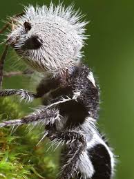 Image result for panda ant
