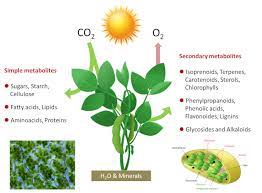 We did not find results for: The Path Of Carbon In Photosynthesis Encyclopedia Of The Environment