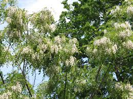 Akazie — akazie, 1) die pflanzengattung acacia; Schein Akazie Robinia Pseudoacacia Baumschule Horstmann