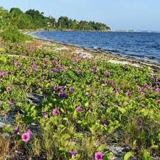 Image result for Ipomoea stolonifera