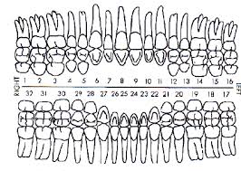 Chapter 2 Dental Assistant Dental Assistant Study