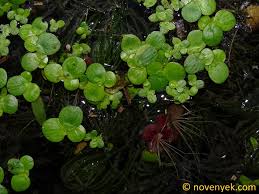 Image result for Spirodela polyrrhiza