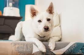 Maybe you would like to learn more about one of these? Halifax Halifax Dog Photographer Blog Wet Nose Images