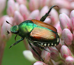 Résultat de recherche d'images pour "metallic green fig beetle"