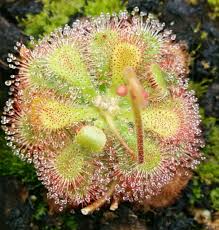 Image result for Drosera dielsiana