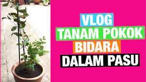 Pasu/bekas yang kecil menyebabkan akar terkumpul dalam pasu dan tidak dapat terus berkembang. Tanam Pokok Buah Bidara Dalam Pasu Youtube