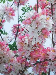 Browse our favorite pink flowering plants. Pink Shower Tree Cassia Grandis Pink Flowering Trees Glowing Flowers Fast Growing Trees