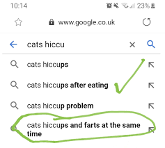 Tips to prevent hiccups in cats. So I Wanted To See How I Could Stop My Cats Hiccups When She Ate But Apparently Some Dudes Cat Is Out There Farting And Hiccuping At The Same Damn Time I