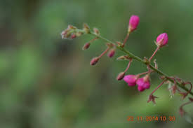 Image result for Pseudarthria