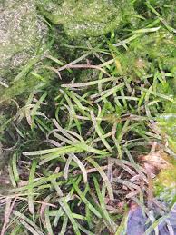 Image result for Thalassia hemprichii