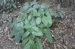 Image result for Lonchocarpus