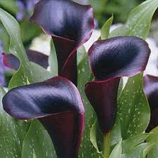 Plants can get as tall as 36''. Black Forest Calla Lily Bulbs Zantedeschia High Country Gardens