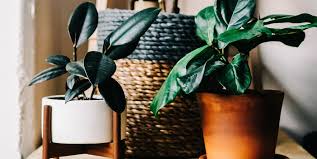 L'euphorbia mili è una delle piante grasse da appartamento più belle e resistenti. 10 Semplici Piante Da Appartamento Che Richiedono Poche Cure