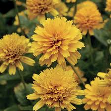 Image result for Aspilia helianthoides