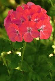Geranio Pelargonium Como Curar Y Cultivar Vuestro Geranio