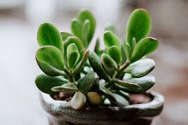 If the soil is moist just top up with a little more water. Jade Plant Care How To Grow Crassula Ovata Indoors