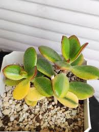 Jade Plant Crassula Ovata Legolas In 2020 Jade Pflanzen Pflanzen Garten Und Outdoor
