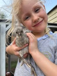 5 weeks old today. Spotted ones are claimed. Ready in 3 weeks. Troup,Tx