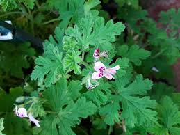Image result for Pelargonium graveolens