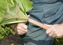 Cultiver La Rhubarbe Rhubarbe Culture Astuce Jardin Cultiver