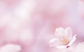 Browse 153,974 spring backgrounds stock photos and images available, or search for springtime or spring to find more great stock photos and pictures. Free Photo Spring Background Spring Garden Sky Free Download Jooinn