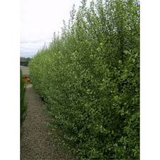 There are many different ways to use plants to achieve these goals. Pearcedale Pittosporum Hedging Plants Outdoor Plants