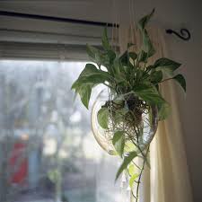 Image result for Flower Pothos Queen Marble