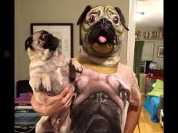 The Pug Is Scared Pugs Funny Cute Funny Animals Funny Animal Memes