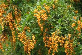 Western serviceberry also goes by the name saskatoon and is found growing in usda zones 3 through 8. Duranta Weed Identification Brisbane City Council