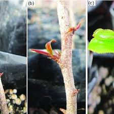 Image result for Brackenridgea zanguebarica