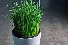 How To Grow Chives In The Herb Garden Gardener S Path Growing Chives Chives Plant Easy Herbs To Grow