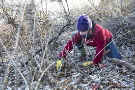 We did not find results for: Hand Saws And Herbicide One Minnesotan S Crusade Against A Killer Vine Mpr News