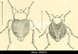 The museum of natural history, with introductory essay