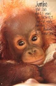 Bos Uk On Twitter Orangutan Baby Animals Mountain Gorilla