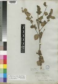 Image result for Andrachne ovalis