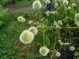 Image result for Cyathula