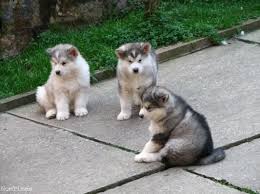 Alaskan malamute's are very affectionate loyal and playful. Kennel Club Registerd Alaskan Malamutes Puppies For Sale Male And Female Aylesbury Buckinghamshire Nomtimes Uk