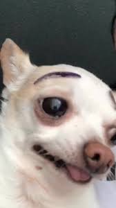 Search, discover and share your favorite funny chihuahua videos gifs. Como Una Novela Fyp Foryoupage Foryou Familytime Gonnabefriends Dogs Chihuahua Funny Novela Spanish Espanol Chihuahuasoftiktok Viral Jackynavarrete In Tiktok Exolyt