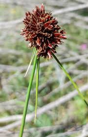 Image result for Pycreus