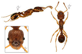 Image result for Myrica mildbraedii