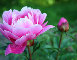 как приготовить настойку из цветков пиона в домашних условиях Cvetok Pion Opisanie Celebnye Svojstva Recept Nastojki Piona