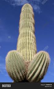 You may have seen one in a western movie there are some exceptions, but interrupting a saguaro's natural growth is prohibited in arizona. Saguaro Cactus Arizona Image Photo Free Trial Bigstock