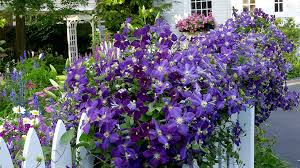 Check spelling or type a new query. A Clematis For Every Garden Garden Gate