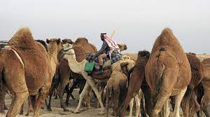 Where does a camel get energy for survival? Even Camels Struggle To Survive In War Torn Dry Iraq Al Monitor The Pulse Of The Middle East