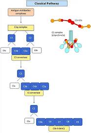 Image result for Complement Pathway