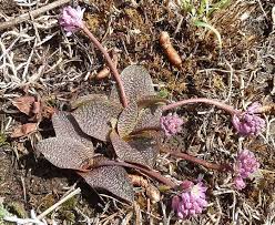 Image result for Ledebouria