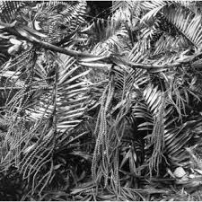 Image result for Eremospatha cuspidata