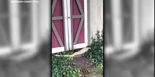 8-foot Burmese python makes itself at home under couple's backyard shed